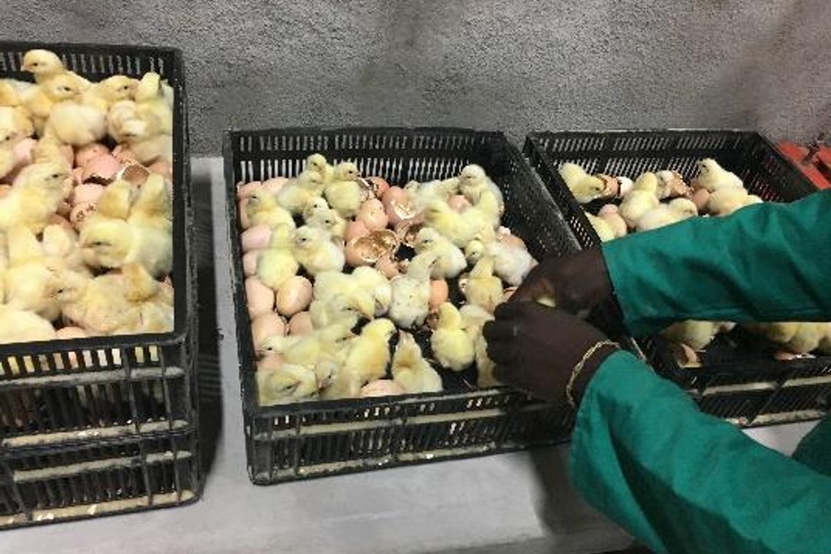 PLOT AND POULTRY BUSINESS FOR SALE – OKAHANDJA - Photo 4