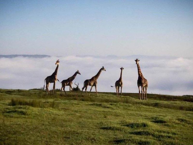 For Sale | Phezulu Eco Estate  | Vacant Land in Wildlife Paradise - Photo 9