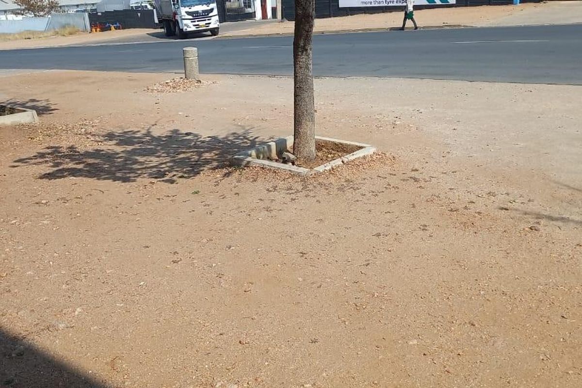 Street-level view of the property frontage featuring an unpaved verge with concrete tree surrounds adjacent to a public road.