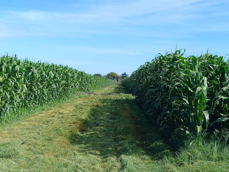 Irrigation Small Holding For Sale in Tsumeb Area - Photo 8