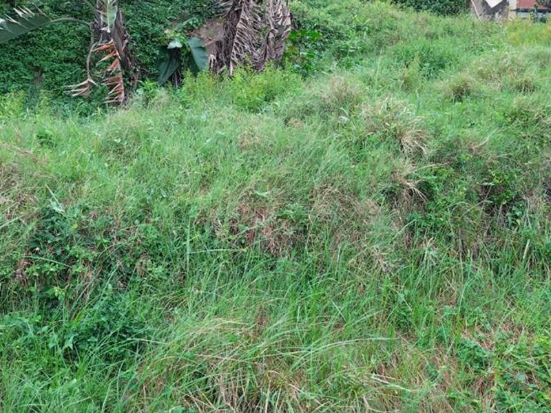 Investor Dream Land - Photo 7