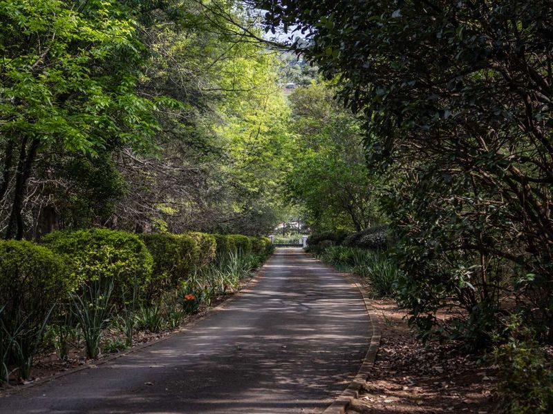 A scenic, tree-lined paved driveway leading towards the property entrance, featuring mature landscaping and established garden borders.