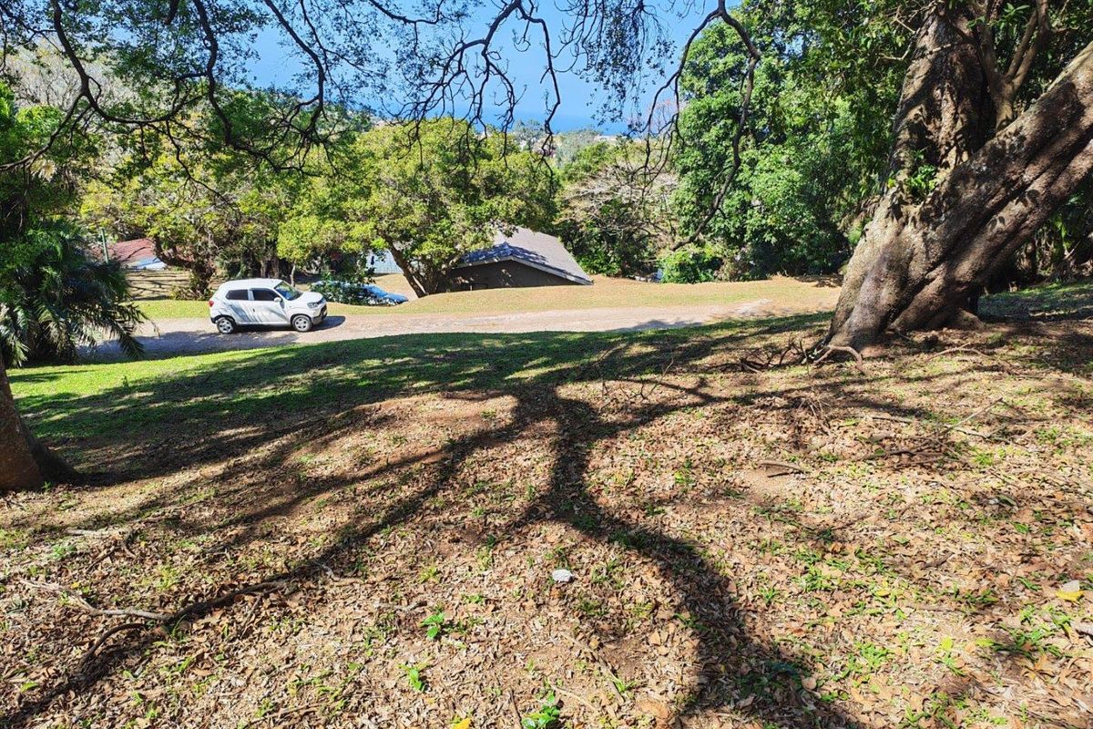 A view of a sloped, tree-covered residential plot featuring mature trees and natural landscaping.