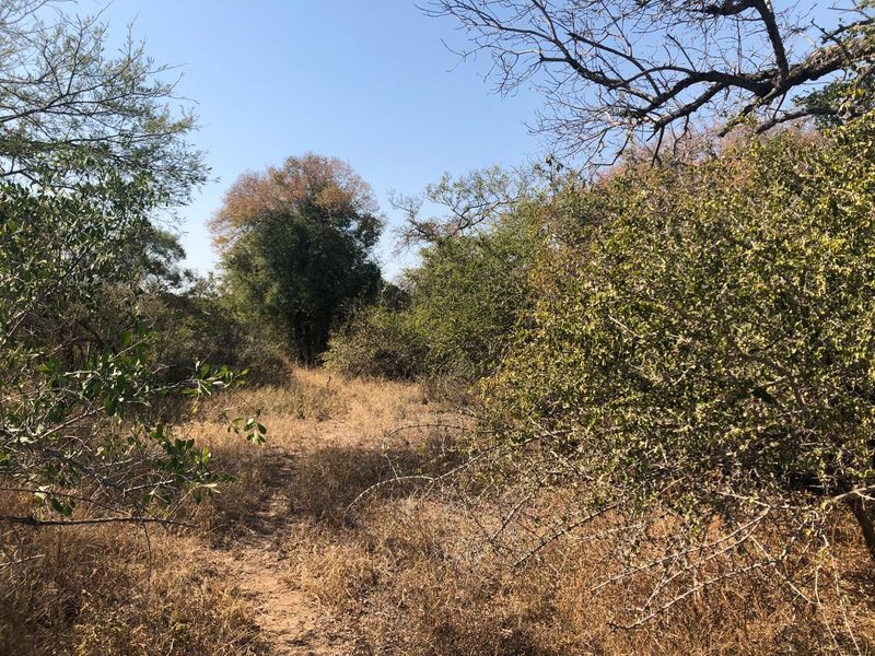 River stand on seasonal river with large indigenous trees. - Photo 3