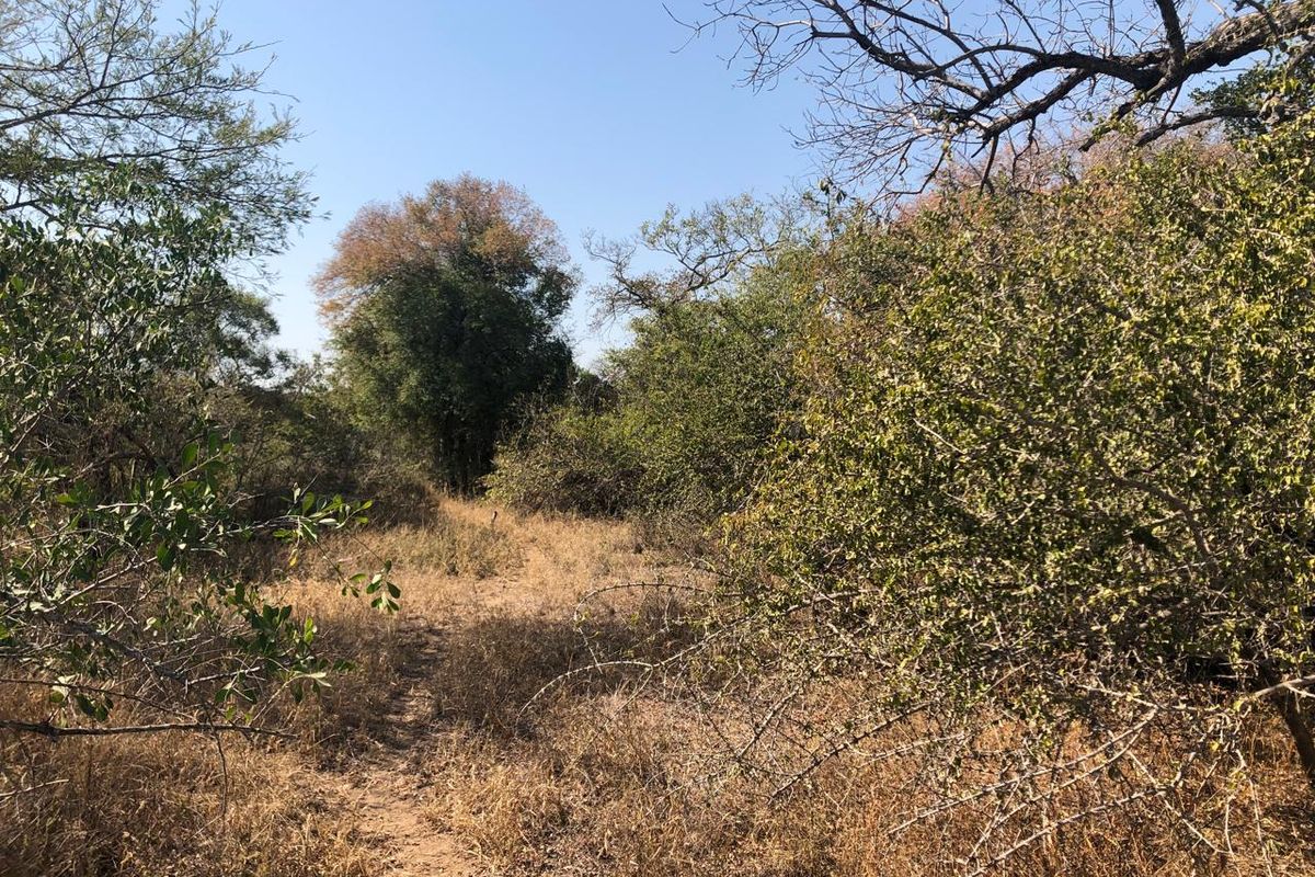 River stand on seasonal river with large indigenous trees. - Photo 3