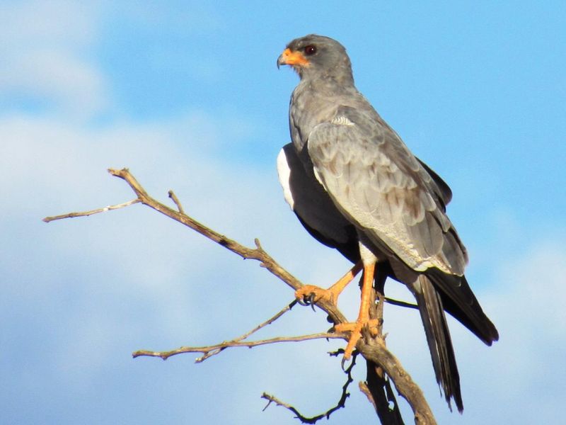 A photograph of a bird of prey perched on a branch, not depicting any real estate property features.