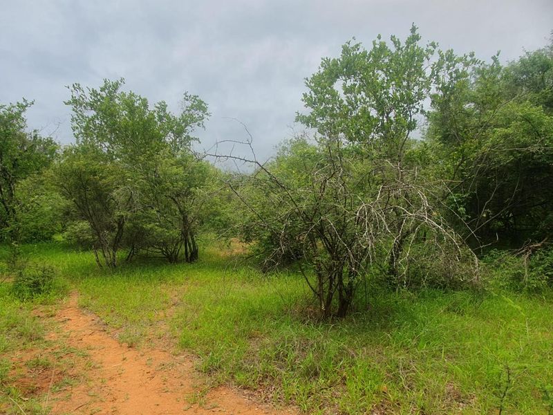 Vacant plot for sale in the most sought-after Hoedspruit Wildlife Estate - Photo 8
