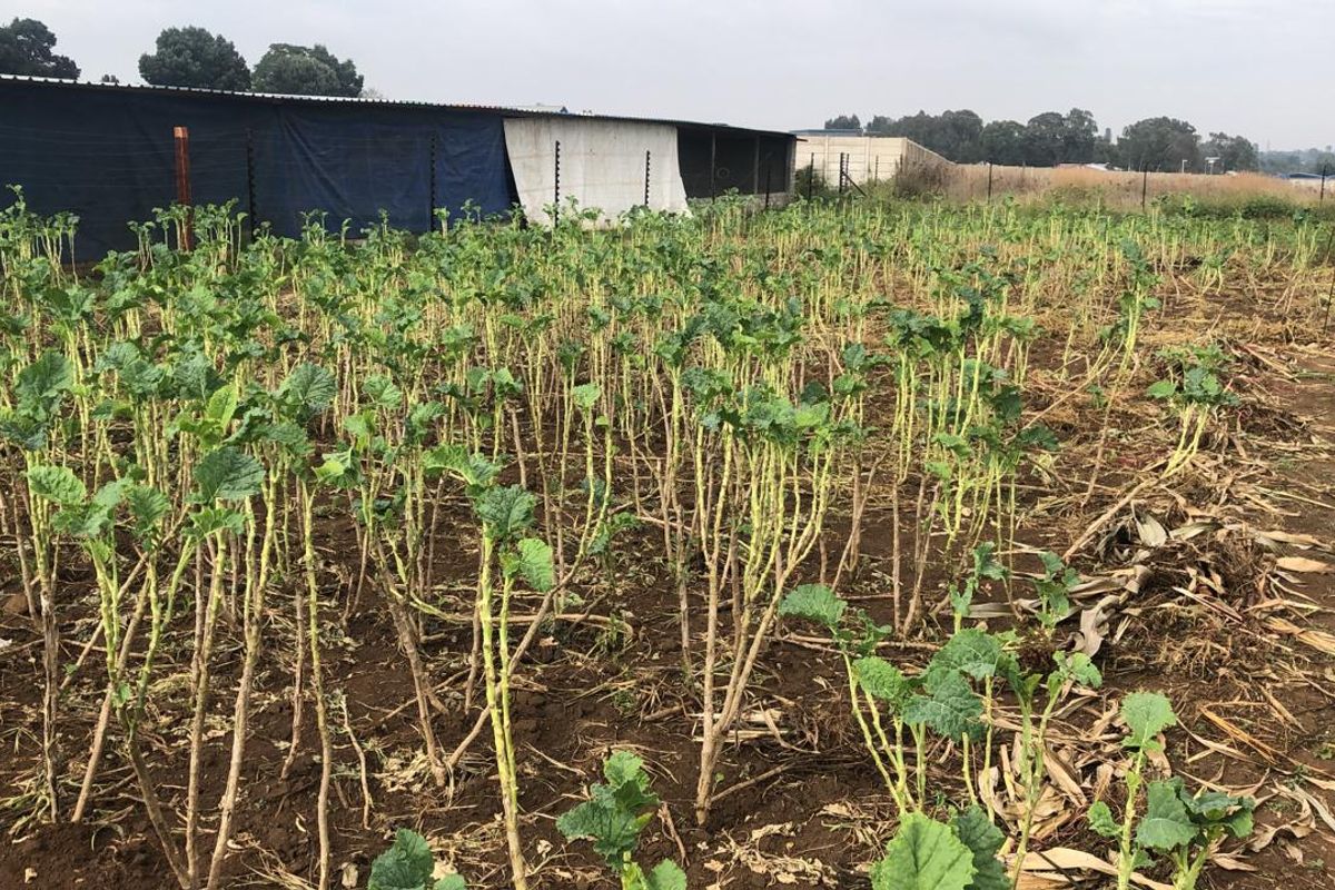 Land/farm up for sale - Photo 2