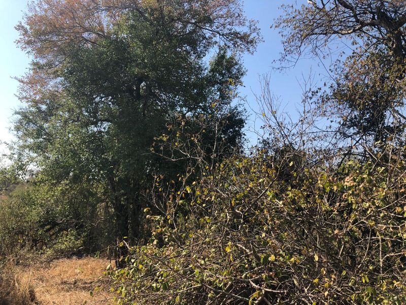 River stand on seasonal river with large indigenous trees. - Photo 6