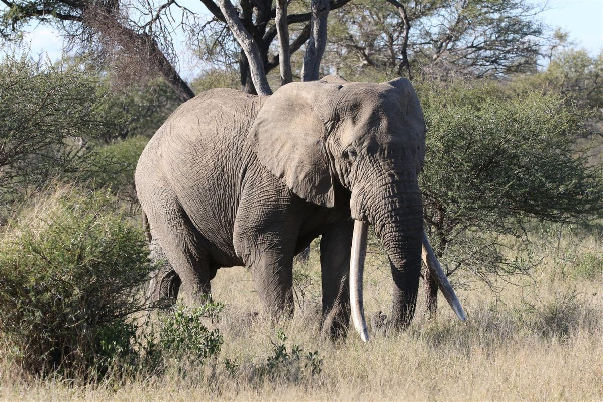 Purchase your home in the Greater Kruger National Park - Photo 5