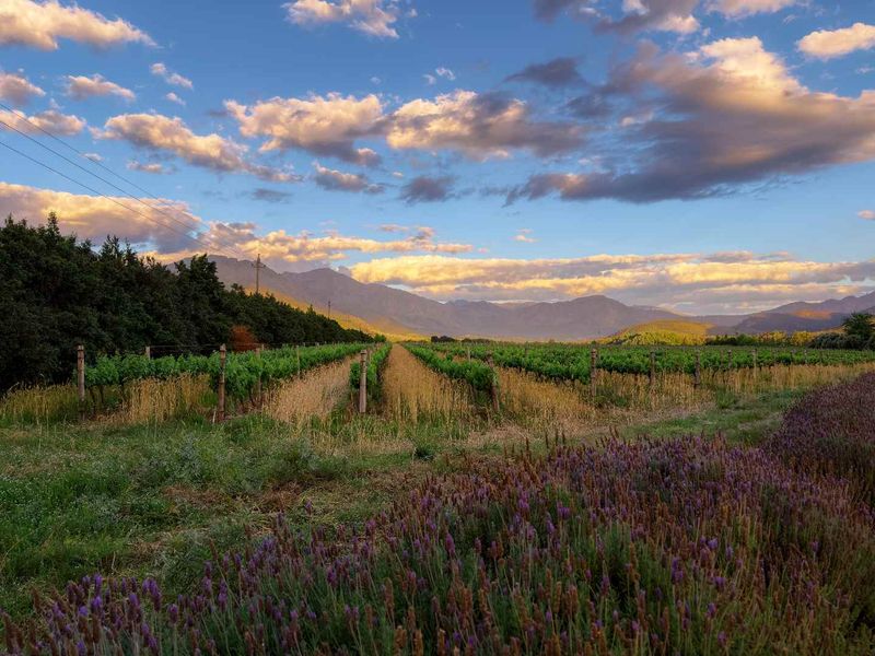 A scenic view of a well-maintained vineyard with rows of vines, set against a backdrop of mountains under a dramatic sunset sky.