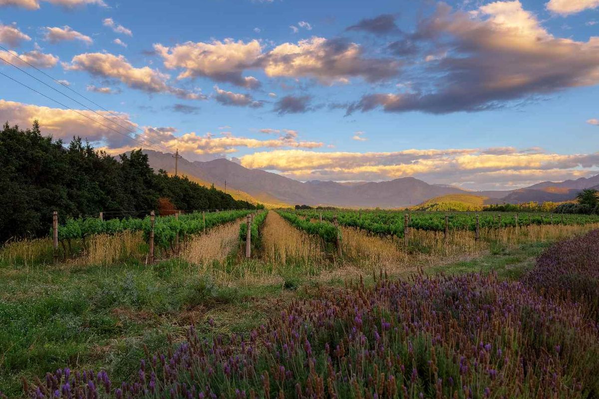A scenic view of a well-maintained vineyard with rows of vines, set against a backdrop of mountains under a dramatic sunset sky.