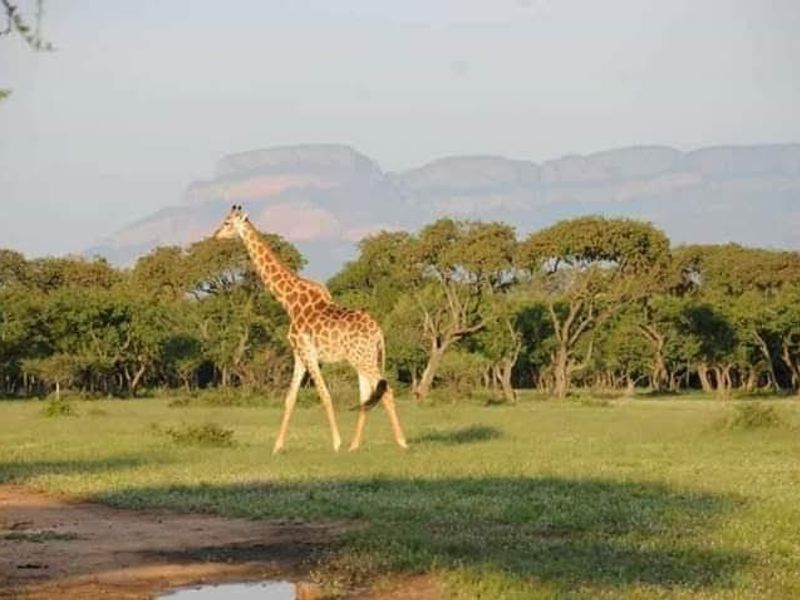 Rare & Private Riversdale Stand in Moditlo Wildlife Estate - Photo 10