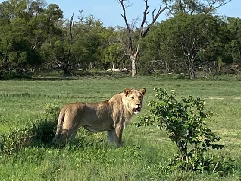 Rare & Private Riversdale Stand in Moditlo Wildlife Estate - Photo 3