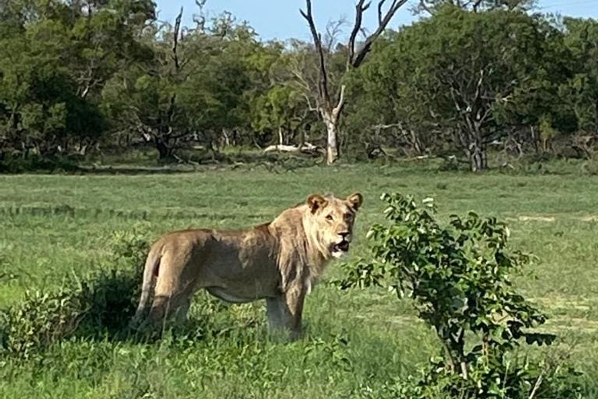 Rare & Private Riversdale Stand in Moditlo Wildlife Estate - Photo 3