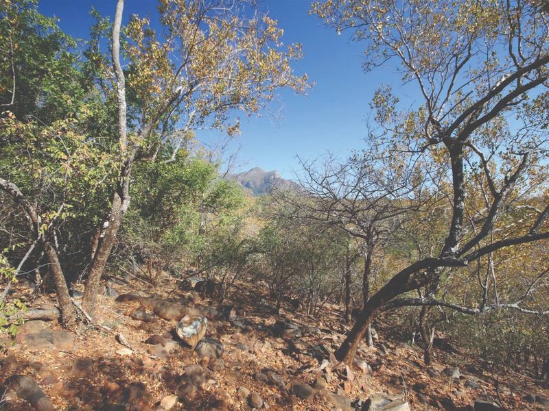 A scenic view of the natural landscape featuring indigenous trees, rocky terrain, and a distant mountain backdrop on this vacant residential property.