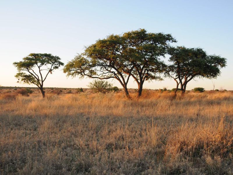 A scenic view of open agricultural land featuring native trees and dry grassland under a clear sky.