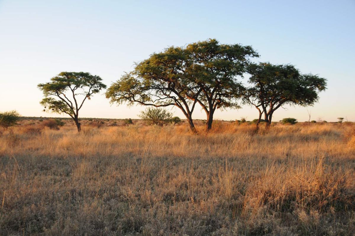 A scenic view of open agricultural land featuring native trees and dry grassland under a clear sky.