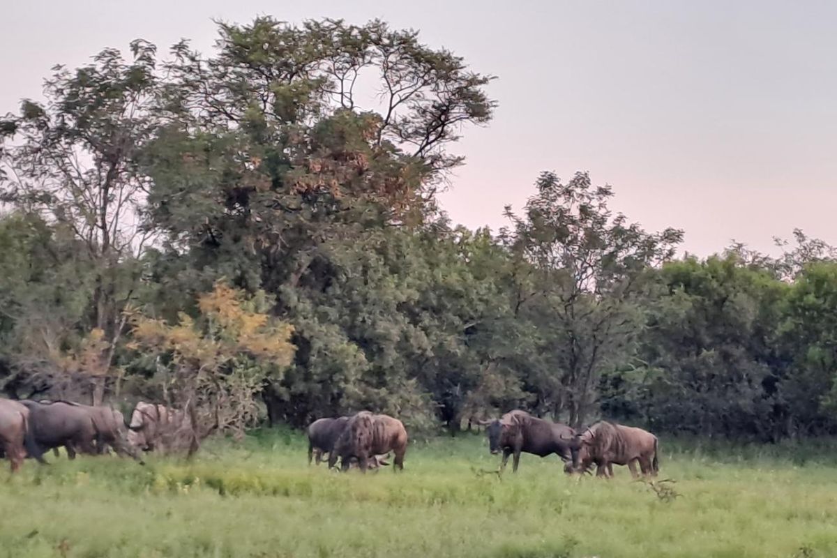 A scenic view of the farm landscape featuring lush green grazing fields and mature indigenous trees.