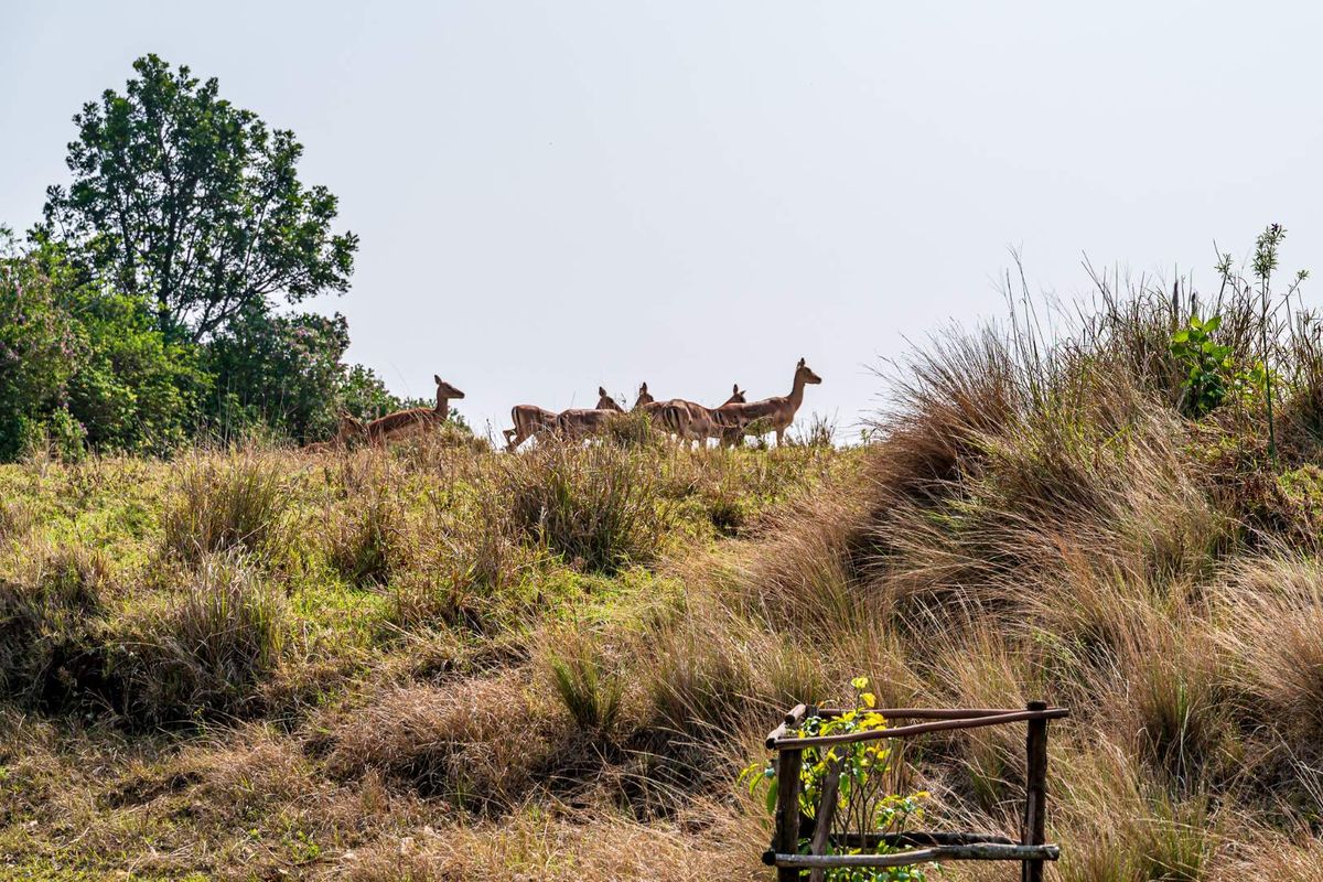 ALMOST PANCAKE LEVEL LAND IN THE PRESTINE PHEZULU ECO ESTATE! - Photo 4