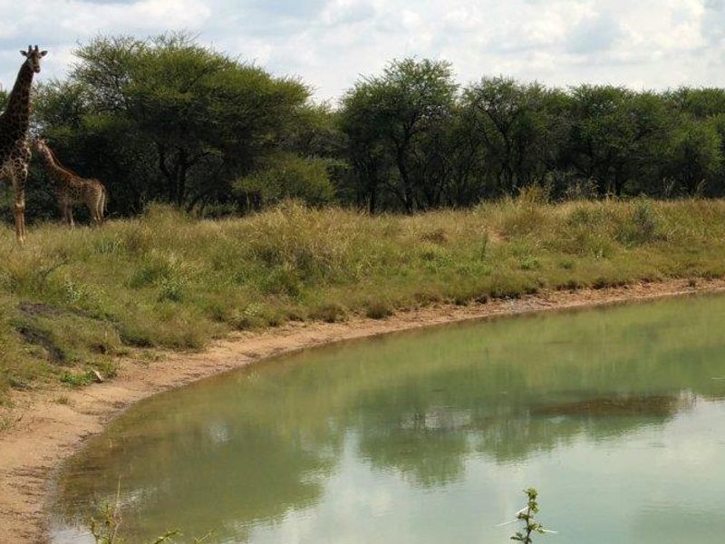 STUNNING 340-HECTARE GAME AND CATTLE FARM FOR SALE – JUST 8 KM FROM NABOOMSPRUIT - Photo 8