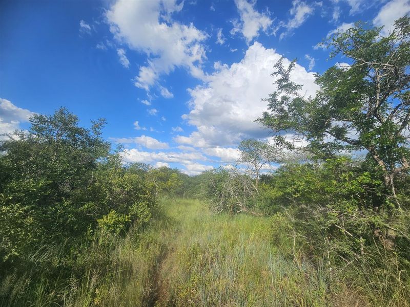 Riverfront stand on Moditlo Wildlife Estate - Photo 6