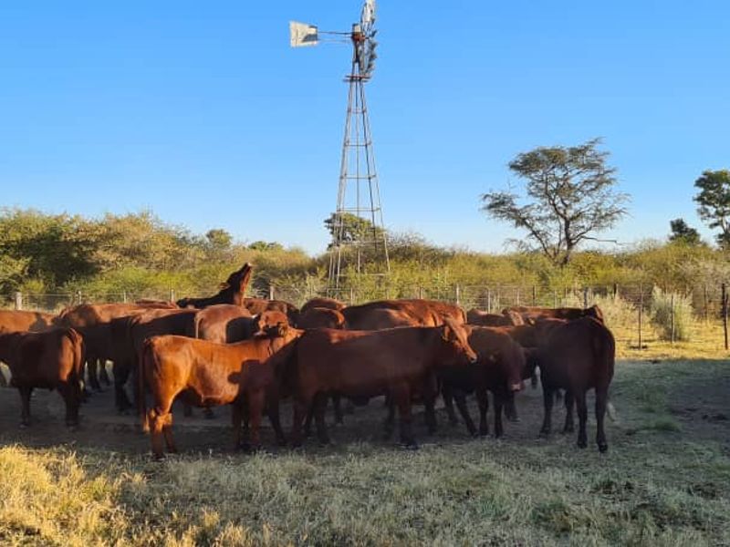 A rural farm scene featuring a functional windmill, water storage tank, and wire fencing in an open grazing area.