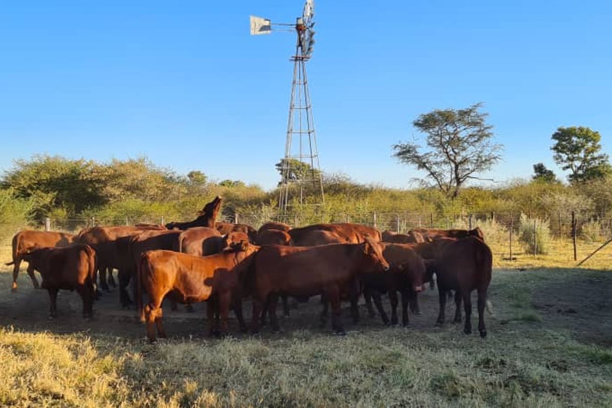 A rural farm scene featuring a functional windmill, water storage tank, and wire fencing in an open grazing area.