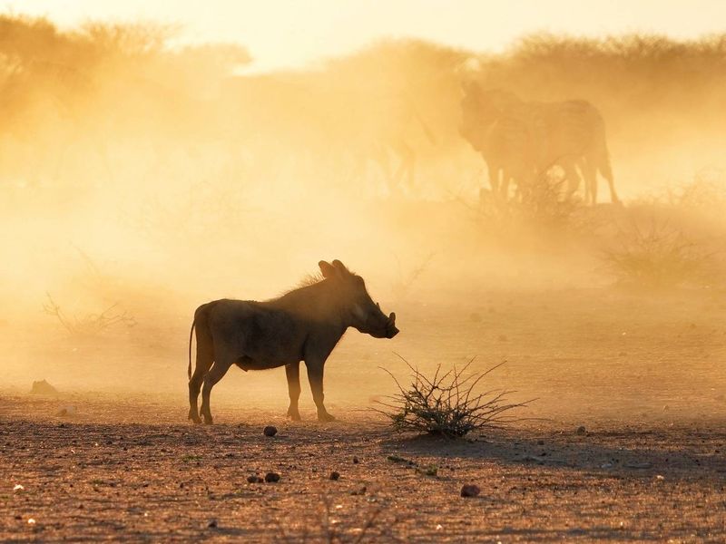 A wide-angle view of the agricultural land featuring natural terrain and local wildlife in a dusty, sunlit setting.