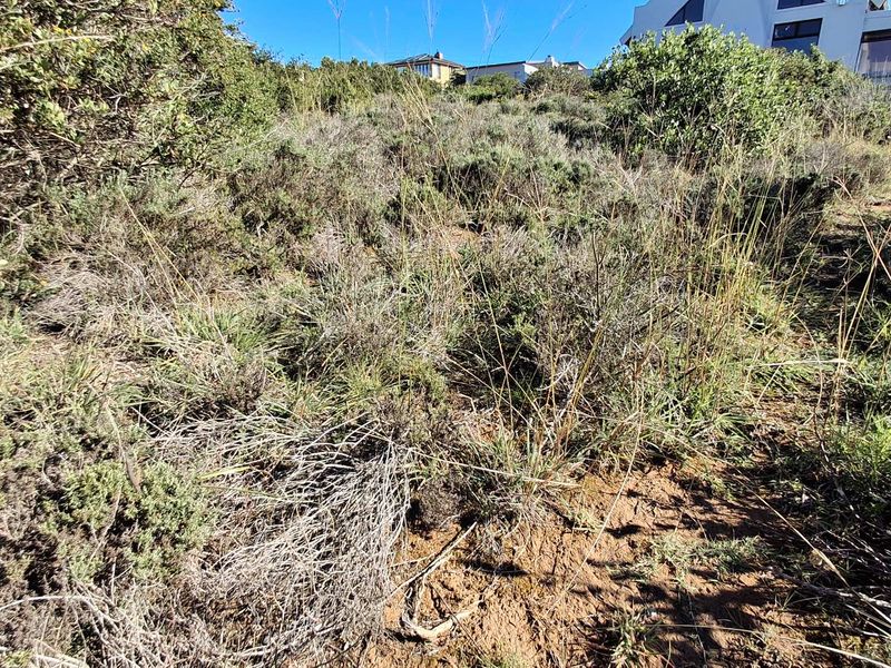 A view of a sloped, undeveloped residential plot covered in native coastal vegetation with neighboring properties visible in the background.