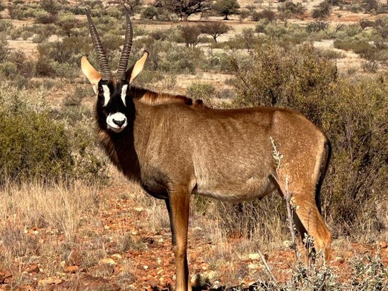 Kalahari LODGE and GAME FARM - Photo 2