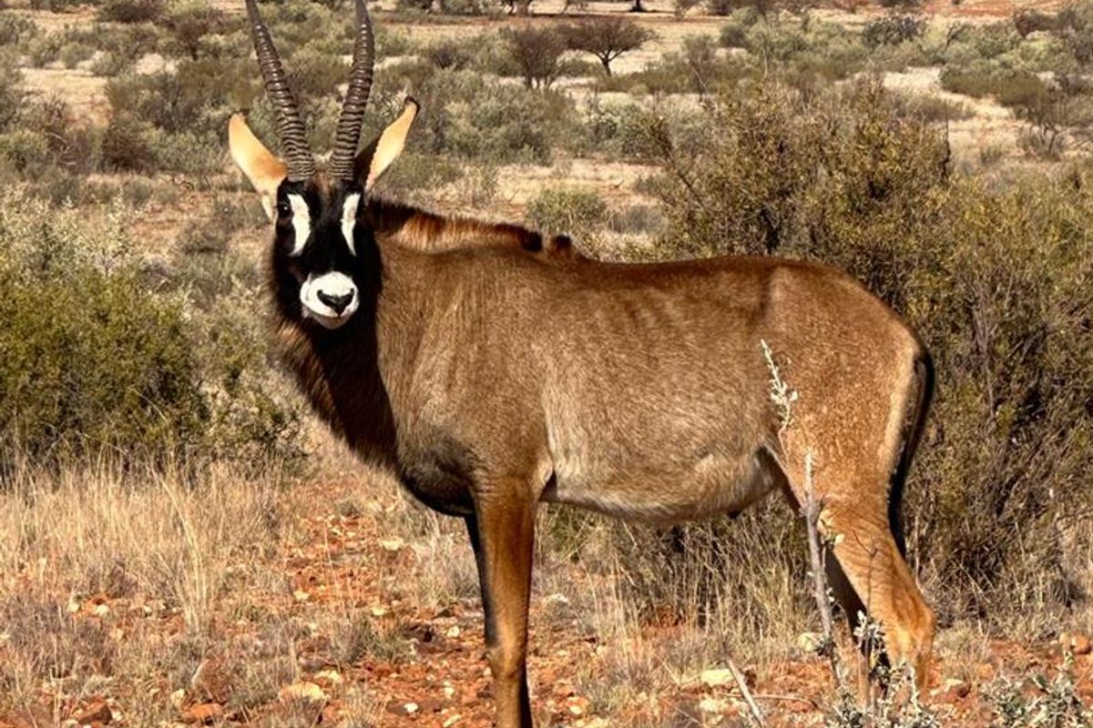 Kalahari LODGE and GAME FARM - Photo 2
