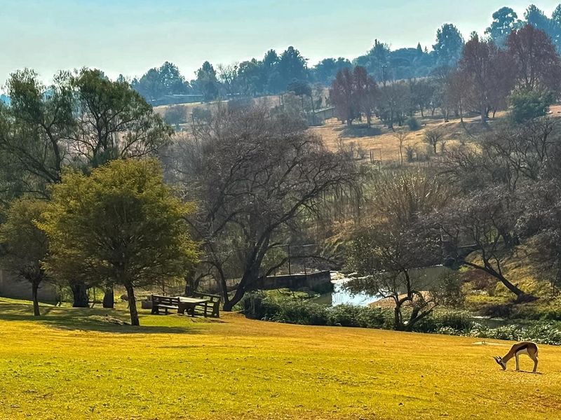 A scenic view of the property's expansive natural grounds, featuring mature trees, a small stream, and open landscape.