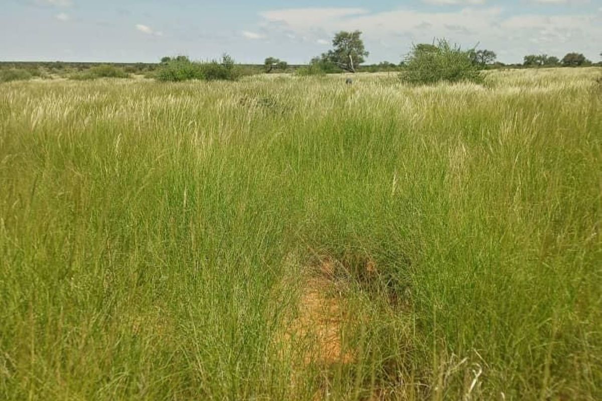 FOR SALE - FARM IN STAMPRIET, MARIENTAL AREA, NAMIBIA - Photo 2