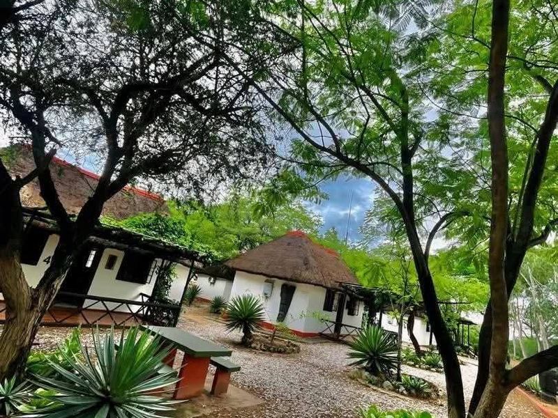 A scenic view of lodge-style units featuring traditional thatched roofs, gravel pathways, and established trees in a tranquil outdoor setting.