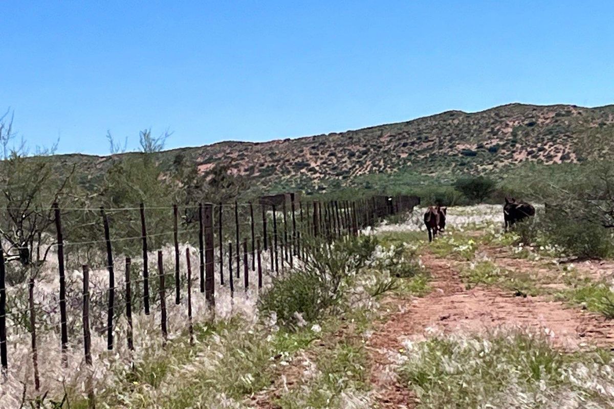 Farm close to Aroab - Photo 3