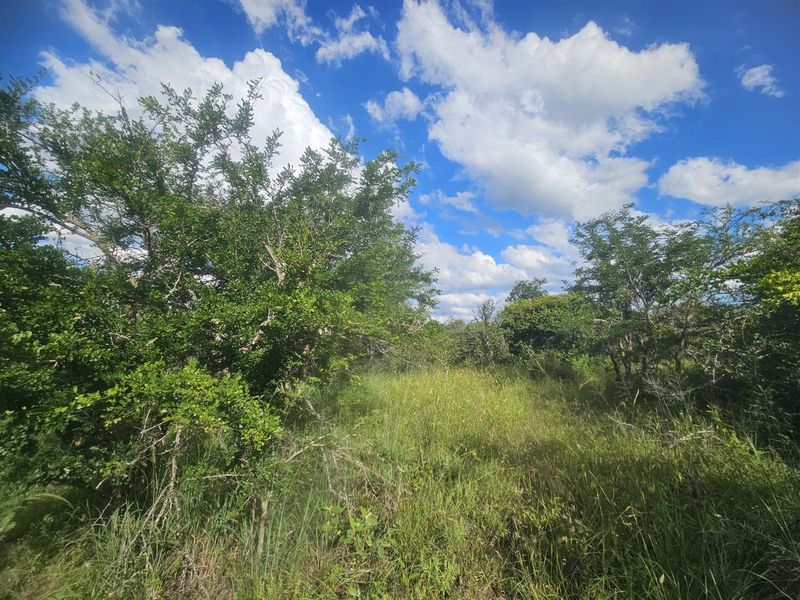 Riverfront stand on Moditlo Wildlife Estate - Photo 5