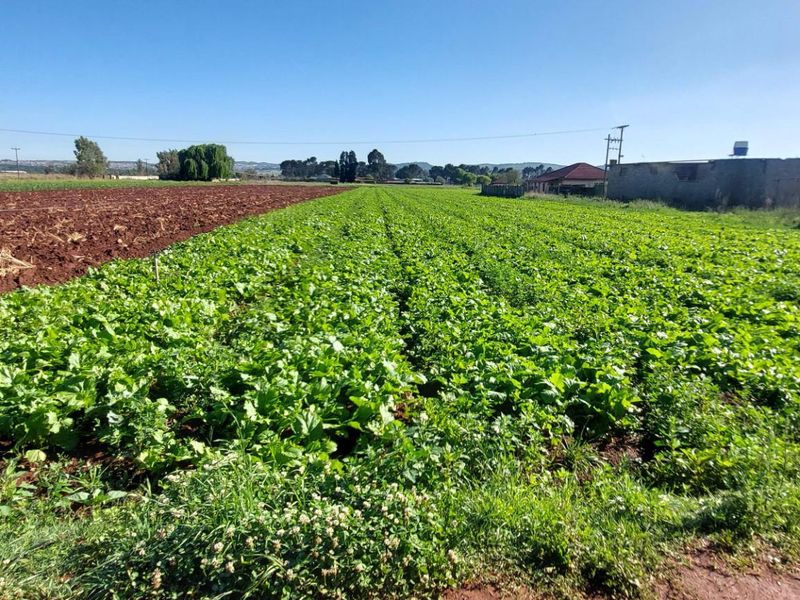 Expansive agricultural farmland featuring cultivated crops, an irrigation system, and a utility structure in the background under a clear sky.