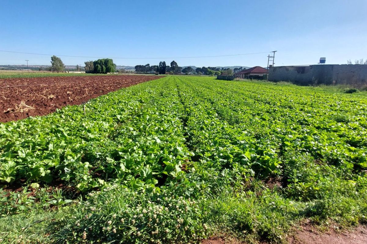 Expansive agricultural farmland featuring cultivated crops, an irrigation system, and a utility structure in the background under a clear sky.