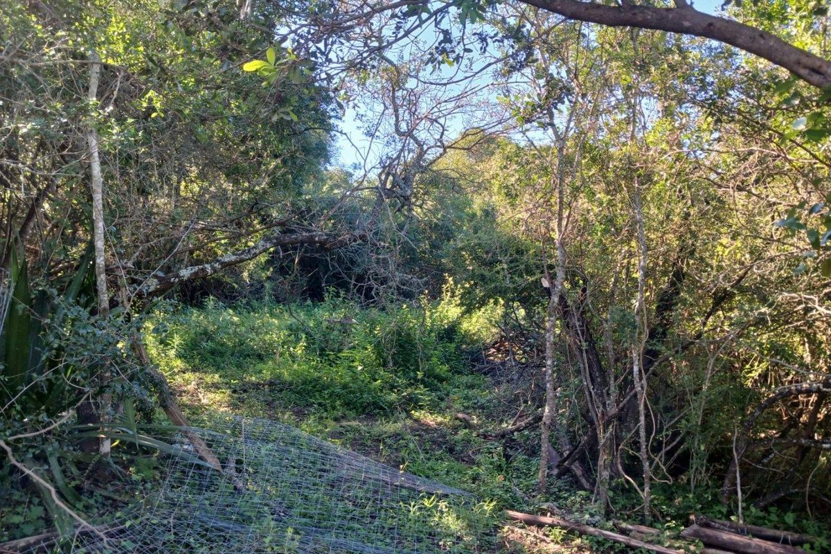 A view of a densely wooded and overgrown residential plot featuring mature trees and thick natural vegetation.