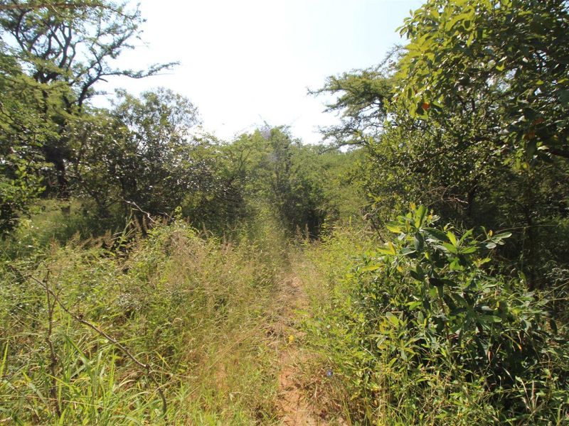 A view of the undeveloped residential land featuring dense indigenous vegetation and natural terrain.