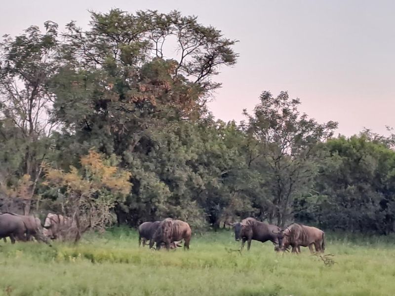 BUSVELD 4.2 HA VACANT LAND FOR SALE R1 272 000.00 - Photo 2