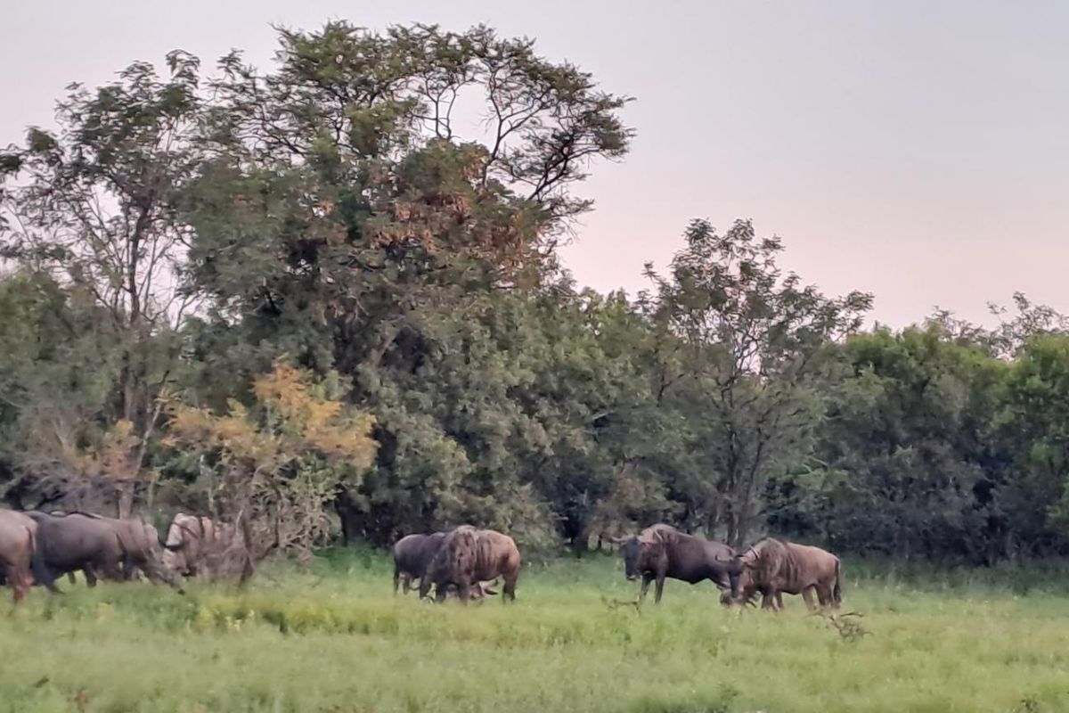 BUSVELD 4.2 HA VACANT LAND FOR SALE R1 272 000.00 - Photo 2