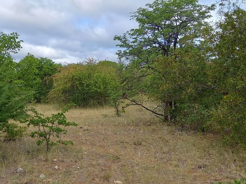 A view of the vacant residential land featuring natural vegetation and established indigenous trees.