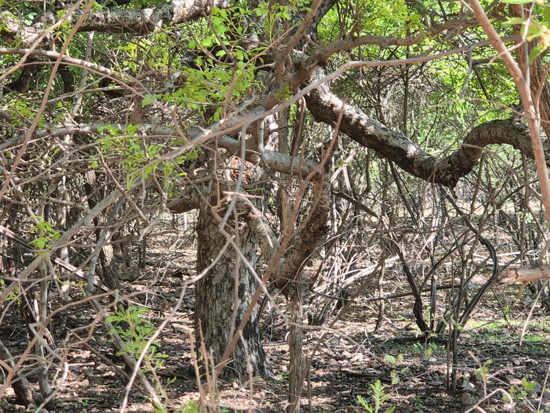 "Own a Slice of Paradise Next to Leeupoort's Greenbelt!" - Photo 5