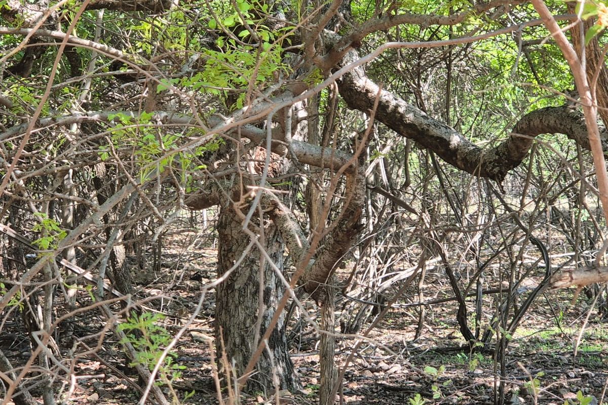 "Own a Slice of Paradise Next to Leeupoort's Greenbelt!" - Photo 5