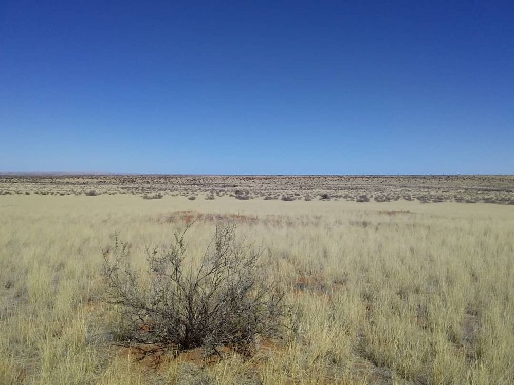 Grassland stretching as far as the eye can see with bright blue sky