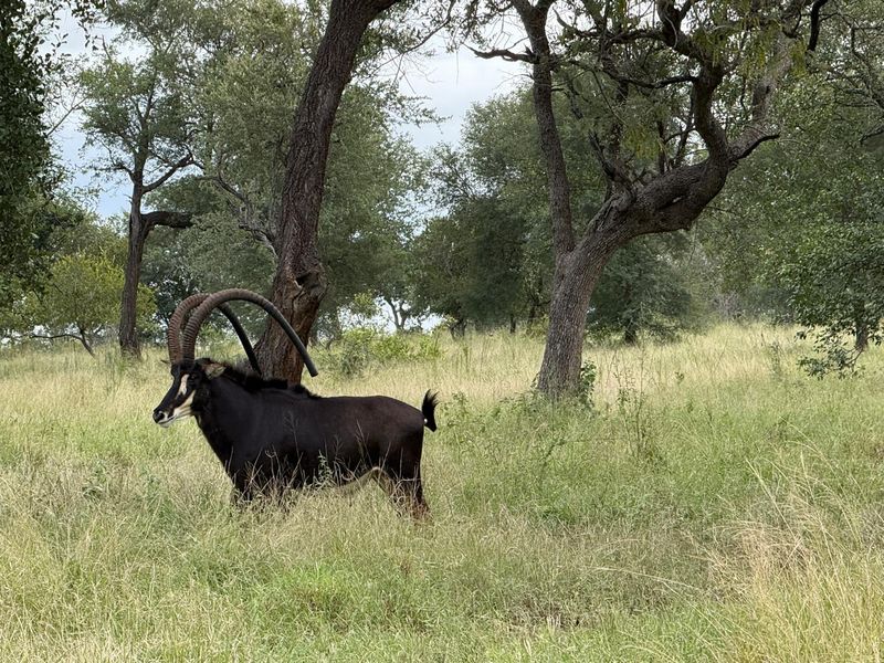 731ha Elite Game Breeding Operation | Gravelotte-Hoedspruit - Photo 2