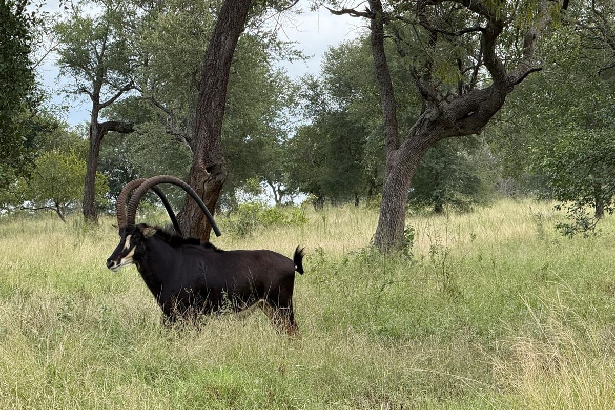 731ha Elite Game Breeding Operation | Gravelotte-Hoedspruit - Photo 2