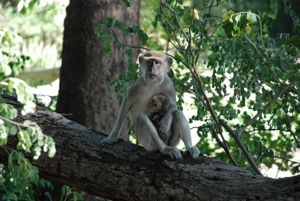 Other Lodge Residents